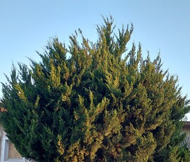 Vác