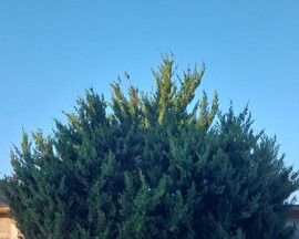 Vác