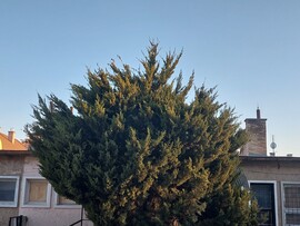 Vác