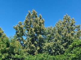 Vác
