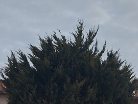 Vác