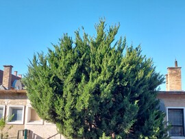 Vác