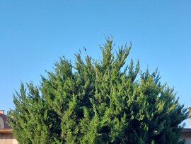 Vác