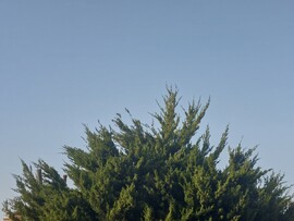 Vác
