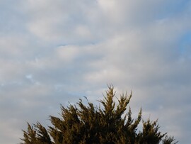 Vác