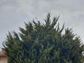 Vác