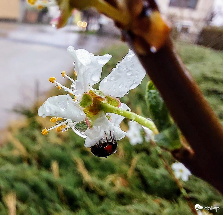 Picike bogárka próbál elbújni az eső elől