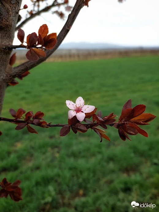 Vérszilvafa virága