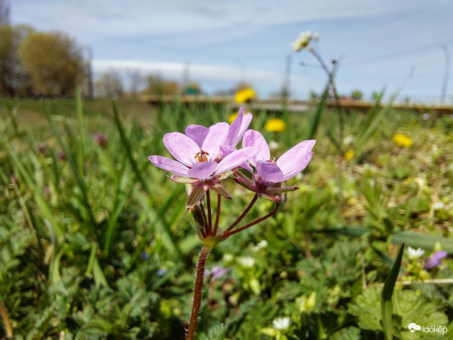 Bürökgémorr a Zagyva mentén