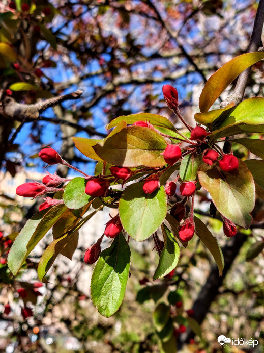 Díszalma viragzás 1