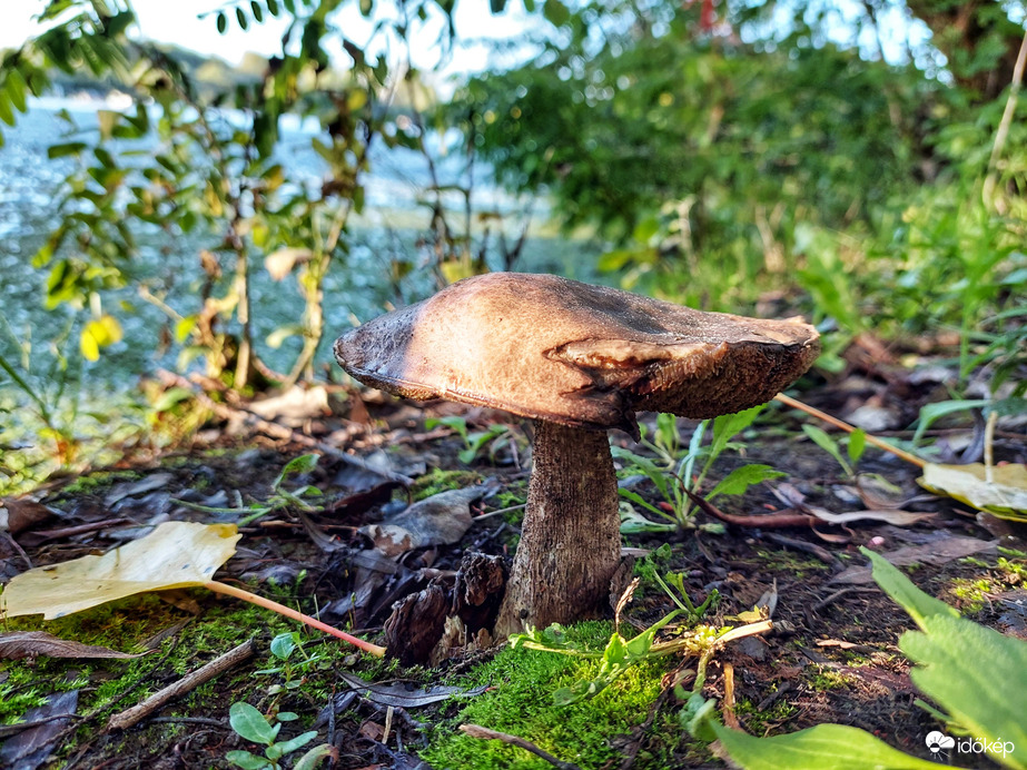 Öreg harcos a Tisza partján