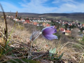 zivataranyu fotója