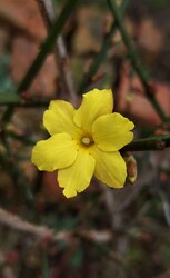 A téli jázmin egyre több virágot hoz