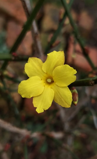 A téli jázmin egyre több virágot hoz