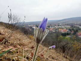 zivataranyu fotója