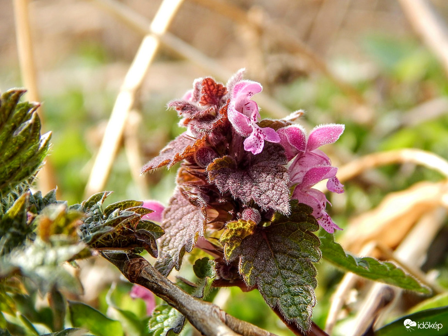 Bővül a vadvirág kollekció