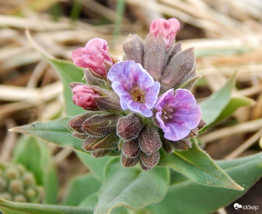 Újabb vadvirágok a palettán