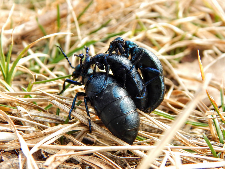 Nünüke nünüke hátán