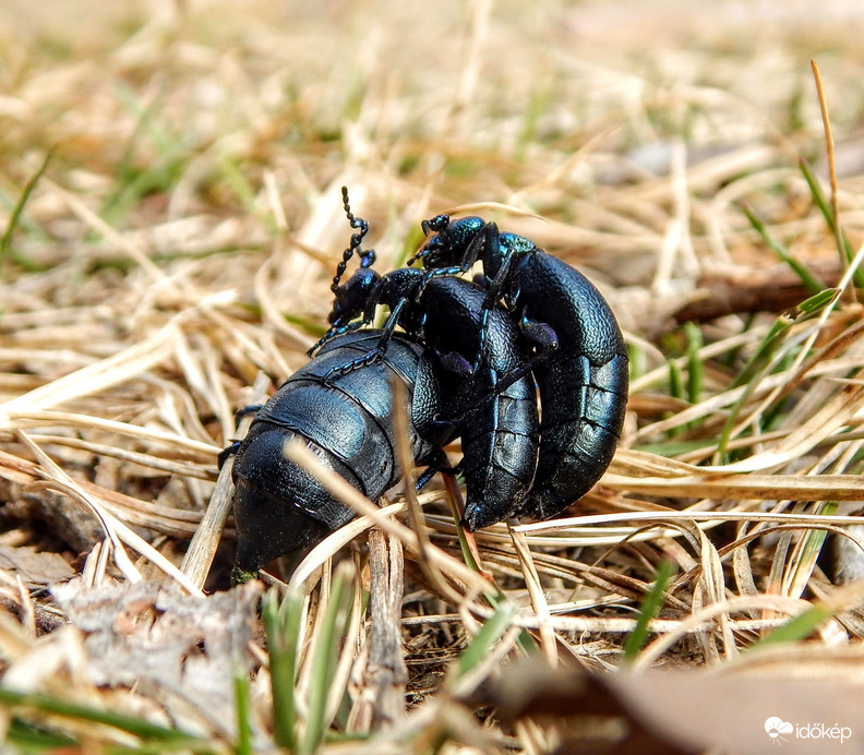 Még jött egy negyedik is