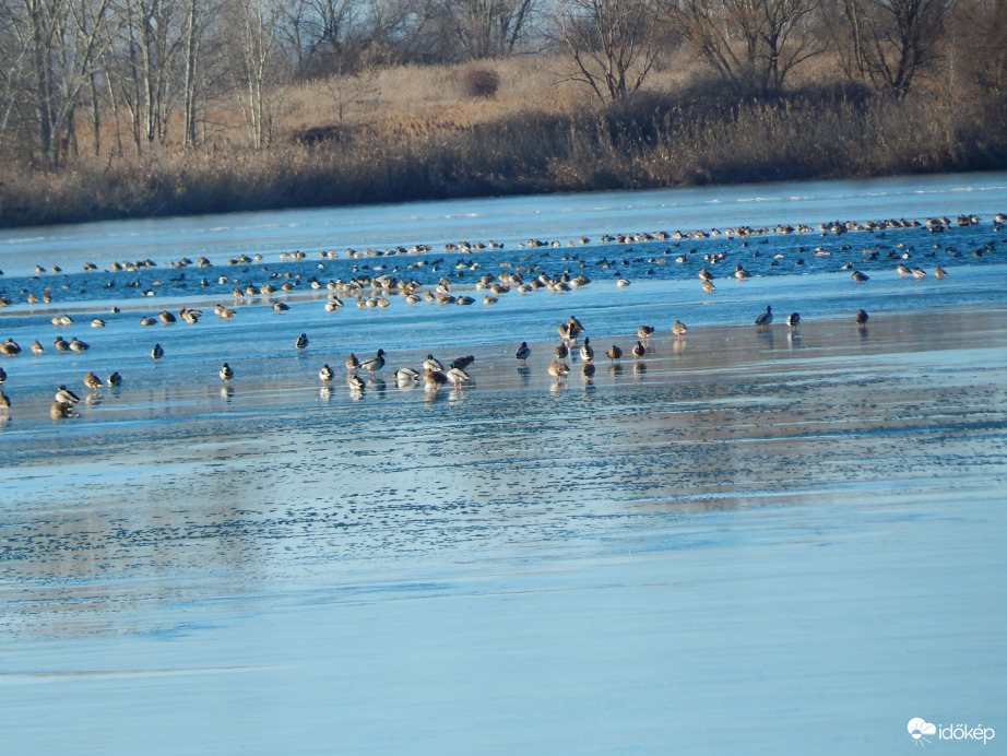 Kacsabuli a tó közepén