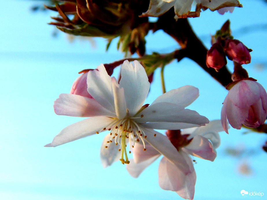 Díszcseresznye virág