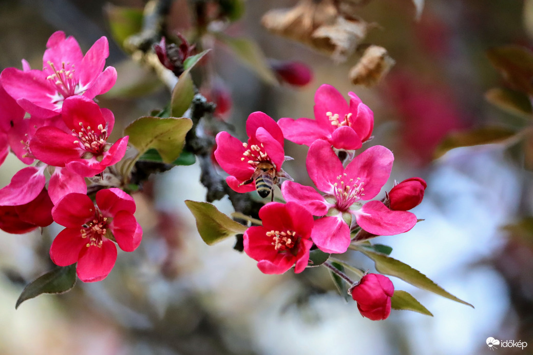 Díszalma virágzás 3.