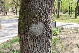 A fa meghasadt szíve