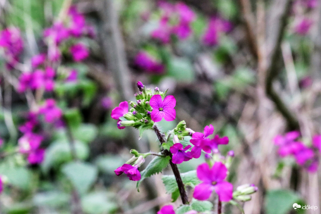 Holdviola, azaz júdáspénz