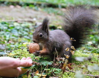 A mókusok világnapjára