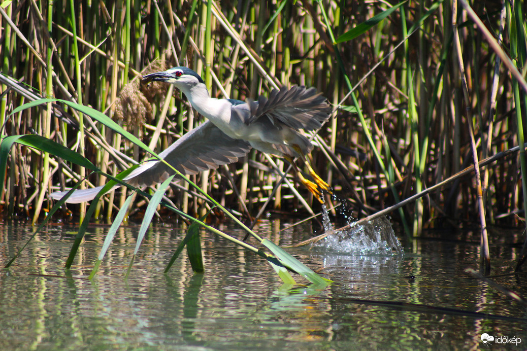 Bakcsó - Tisza-tó - Madárrezervátum