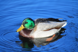 Vadkacsa
