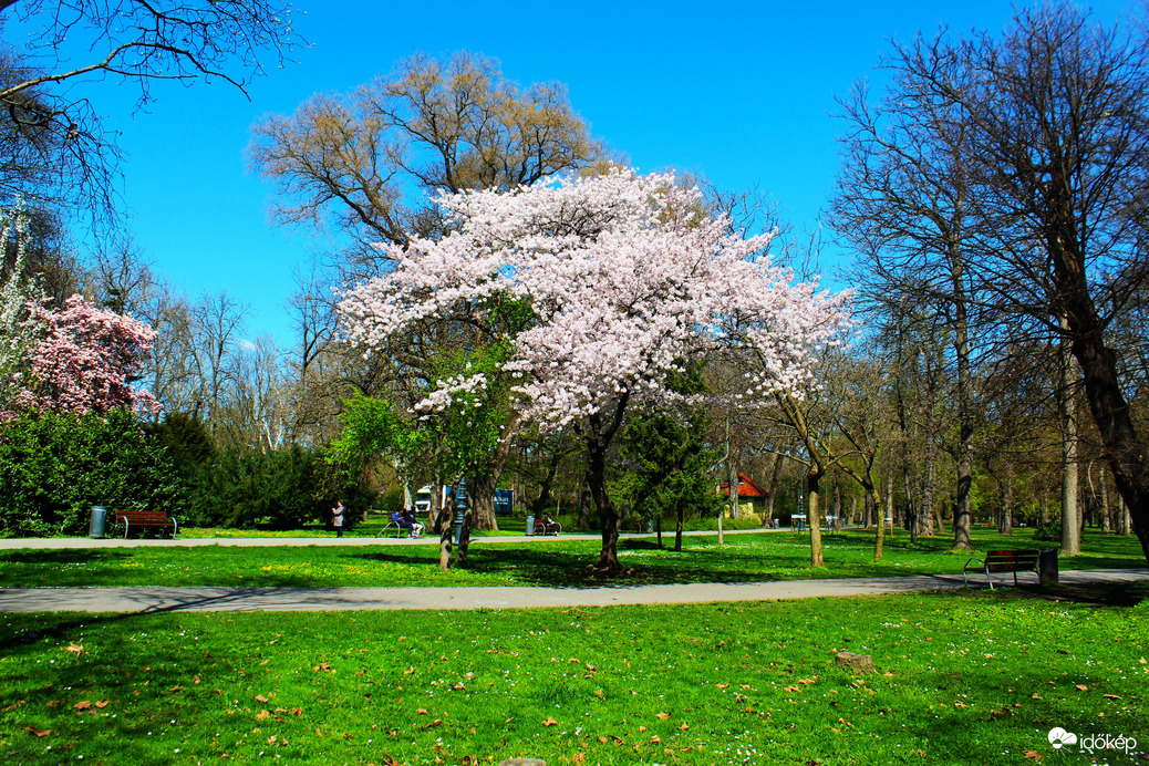 Margit-sziget