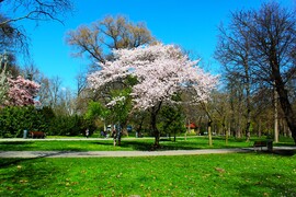 Margit-sziget
