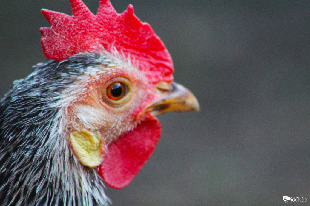 Méltóságos tekintet