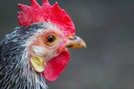 Méltóságos tekintet