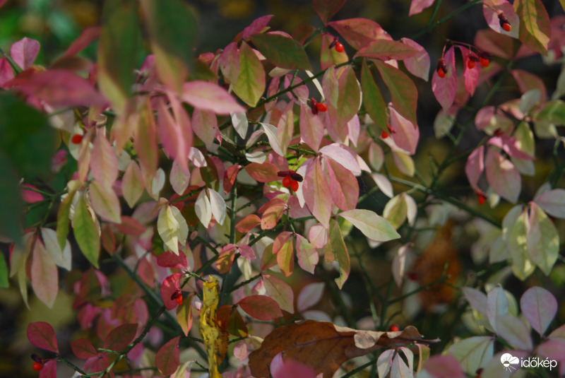 Vadása tó 2021 október