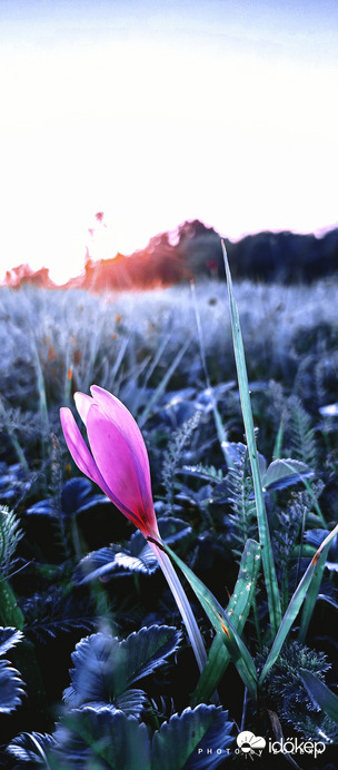 Őszi kikerics (Colchicum autumnale)