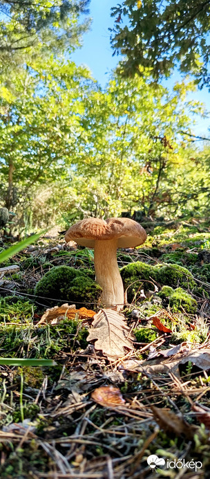 Somogyi varesz