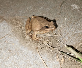 Az első béka (gyepi béka) 