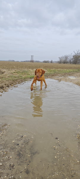 Vizsla a vízben