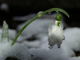 Hóvirág a jég fogságában