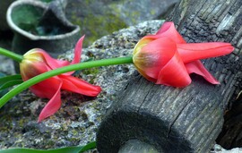 Fagyott tulipánok