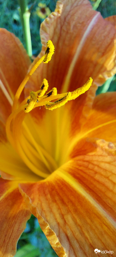 Liliom