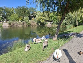 Győr