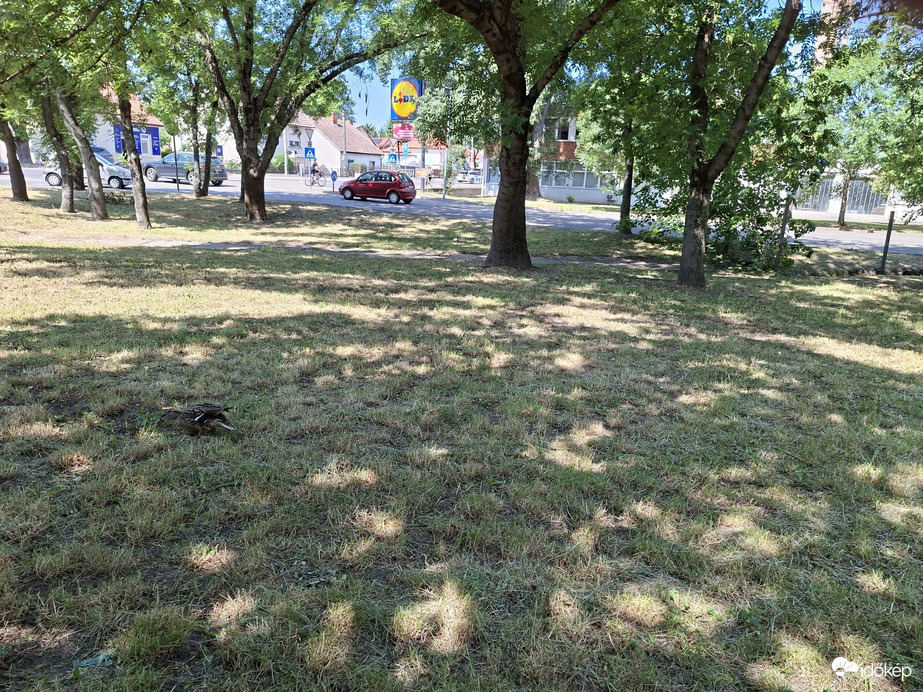 Győr