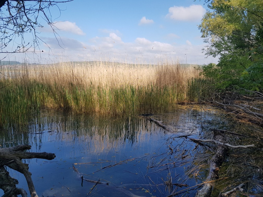 Balatonfűzfő