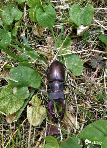 eltévedt szarvasbogár
