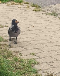 ez már az enyém!