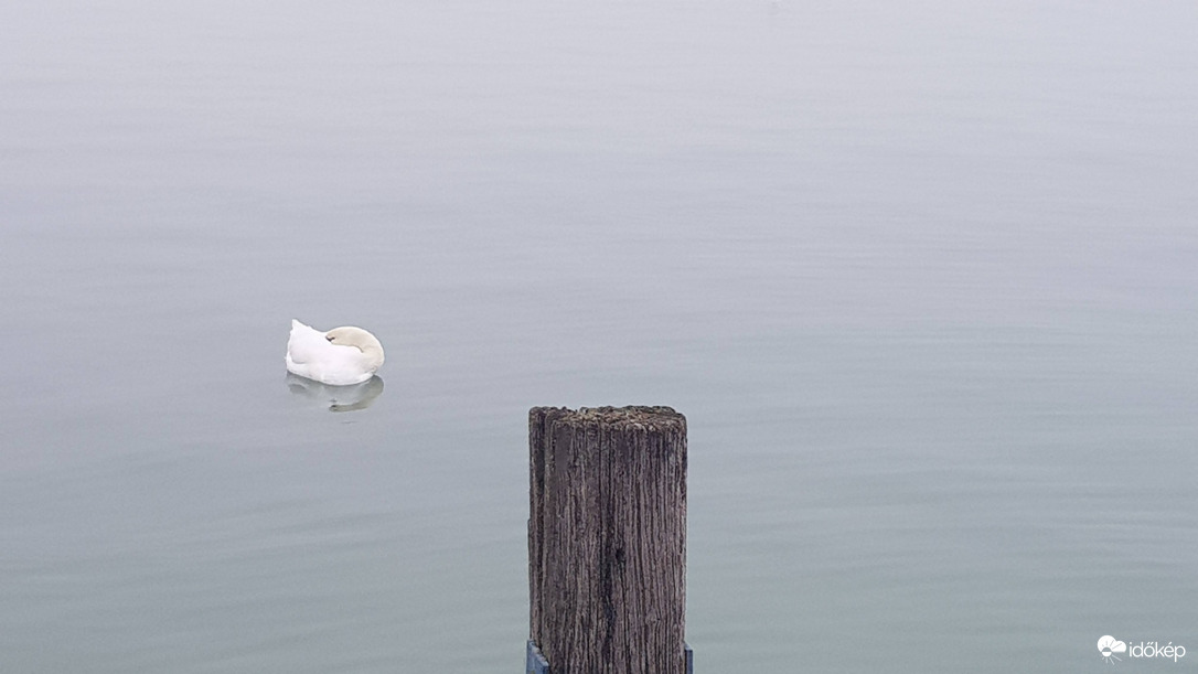 szundikáló hattyú