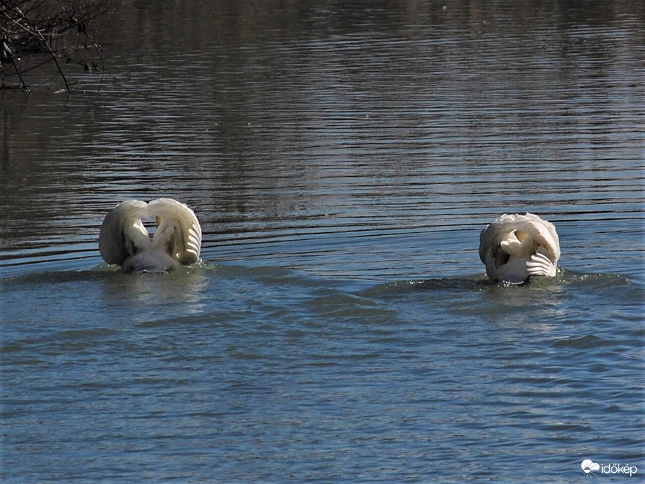 területvédő hattyúpár